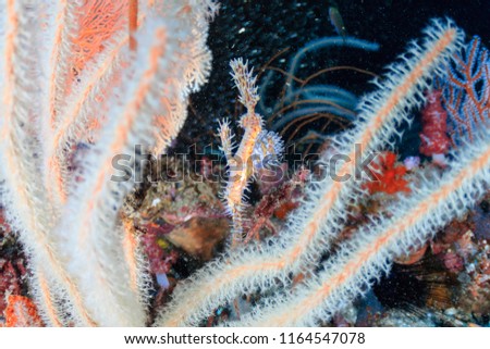 A delicate and well camouflaged Ornate Ghostpipefish on a tropical coral reef