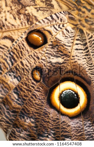 Detail of a beautiful butterfly picture. Representative of insects, fauna and flora. Nature, garden or botanical garden.