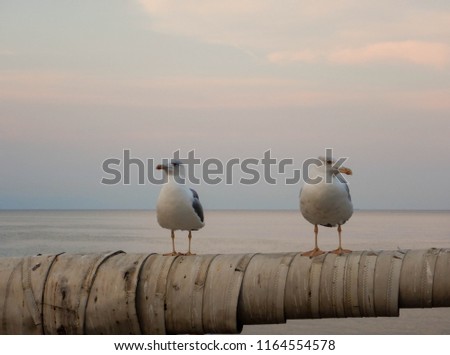 Two gulls aNoli, Liguria - Italy