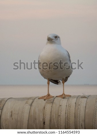 A seagull in Noli, Liguria - Italy