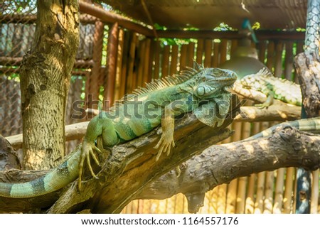 Green Iguana on the tree in a forest.