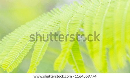 Nature landscape view of green leaf in garden at summer under sunlight with bokeh. Close up of beautiful nature pattern of green tree leaves using creative banner design or web header. Nature pattern
