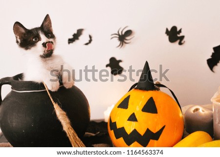 cute kitty sitting in witch cauldron with Jack o lantern pumpkin with candles, broom and bats, ghosts on spooky background. Happy Halloween concept. atmospheric image