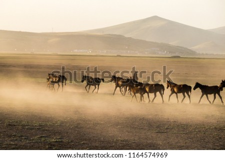 wild horse herds running in the ground, kayseri, turkey