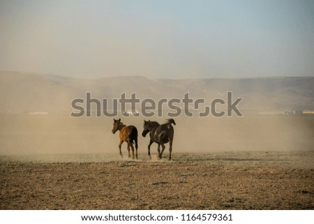 wild horse herds running in the reed, kayseri, turkey