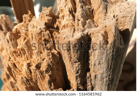 Close up of dried drift wood