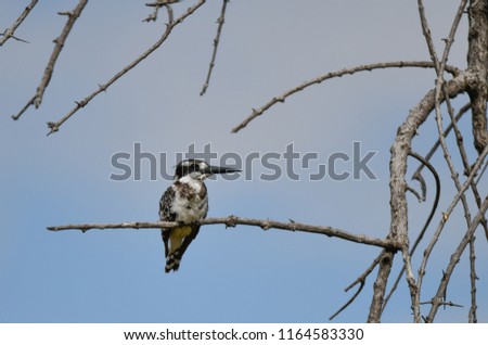 Pied Kingfisher in Botswana