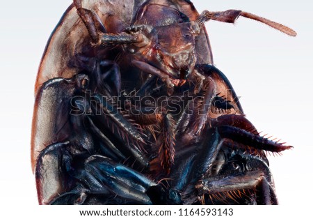 Extreme macro photo of a brown wood louse.