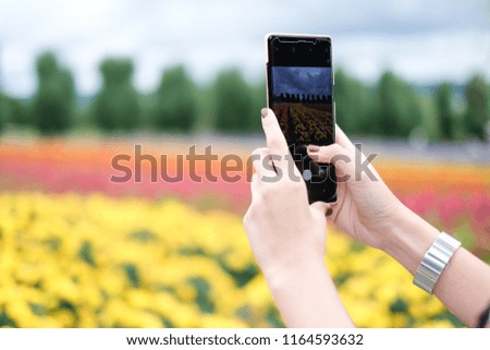 Close up Women Hands Take a Photo by Smartphone. Flower Farm as Background