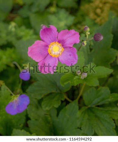 Color outdoor floral image of a pink blooming autumn anemone blossom with buds taken on a sunny summer day with natural blurred green garden background