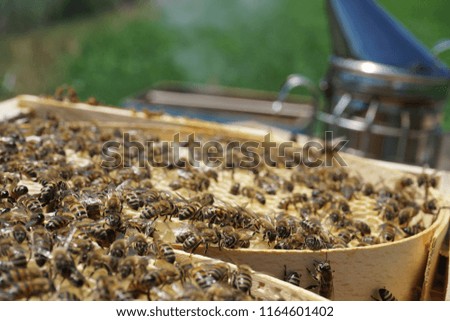 bees and flowers, bees and hives, bees working
