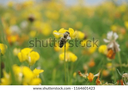 bees and flowers, bees and hives, bees working