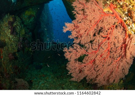 An underwater tunnel full of tropical fish and seafans on a coral reef