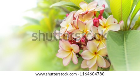Nature pattern of blossoming color exotic yellow and pink Frangipani flower on soft green color in blur style for cards. Spring landscape of orange Plumeria flower. Bright colorful spring flowers. Lei
