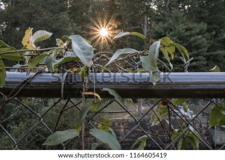 Vines on a fence with sunburst