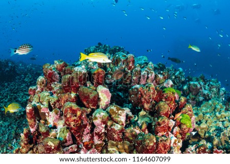 Colorful tropical fish swarming around hard and soft corals on a tropical reef in Thailand