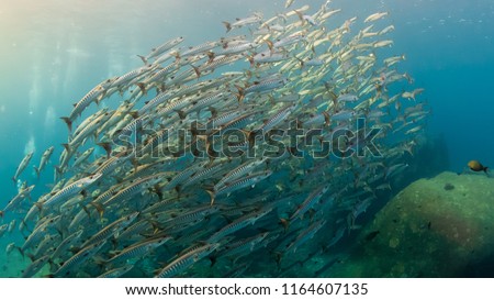 A huge school of Barracuda hunting in blue water above a warm water tropical coral reef