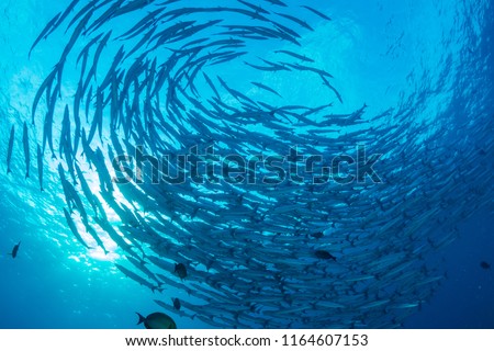 A swirling tornado of Barracuda in blue water above a warm, tropical coral reef Royalty-Free Stock Photo #1164607153