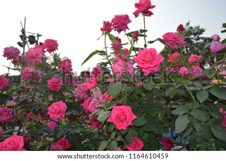 Here I have taken pictures of many rose flowers,