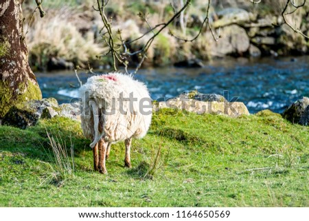 Sheep grazing in Welsh landscape close to the river.