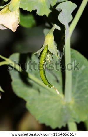 Closeup of a sugar snap pea in a particular stage of development on the plant. Photo taken at the end of the South African winter.