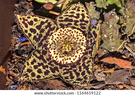 Star shaped flower of toad plant