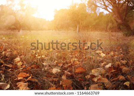 autumn leaves on the ground. fall wallpaper. toned image
