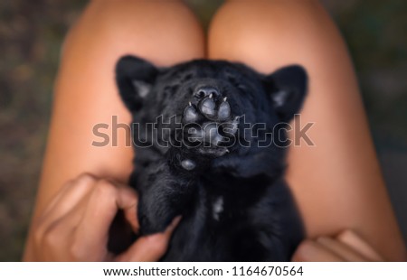 young cute small black labrador retriever dog puppy pet makes a stop sign with his paw