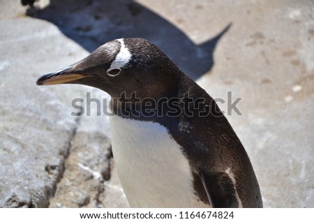 Penguins profile with a shadow in the background