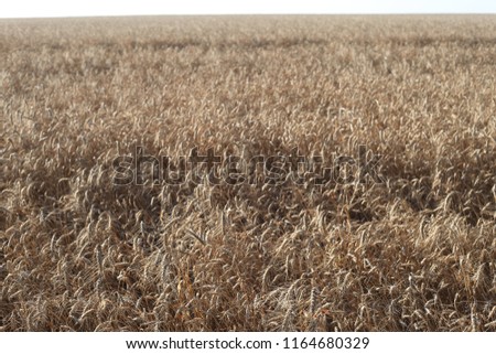 The field with wheat, a rye and sunflowers wide in the Russian village with the blue solar sky and summer wind.