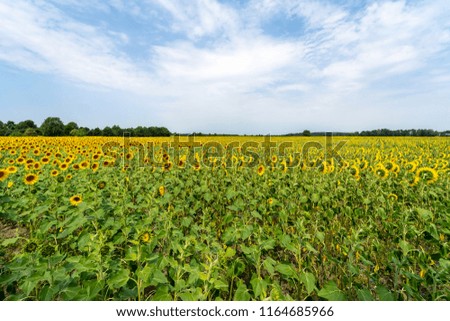 Agriculture. Farmer field with sunflowers.