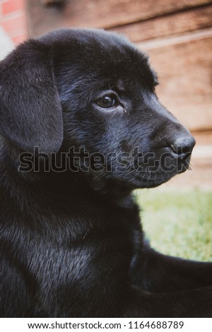 Cute, obedience, black labrador dog portrait photograph 