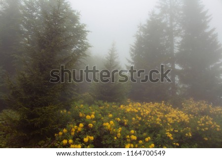 View of pine trees, mountain roses in fog (Rhododendron luteum) The image is captured in the mountain called Sis of Trabzon city located in Black Sea region of Turkey.