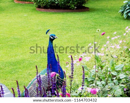                                Peacock in the grass