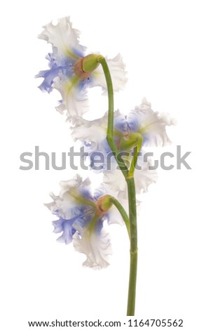 Studio Shot of Blue Colored Iris Flowers Isolated on White Background. Large Depth of Field (DOF). Macro.
