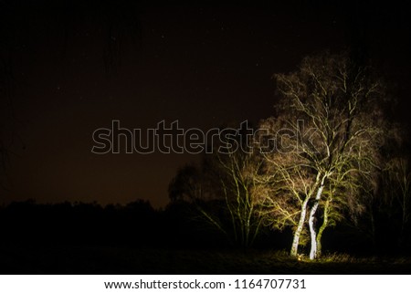 Lit up tree at night at Sherwood Forest.