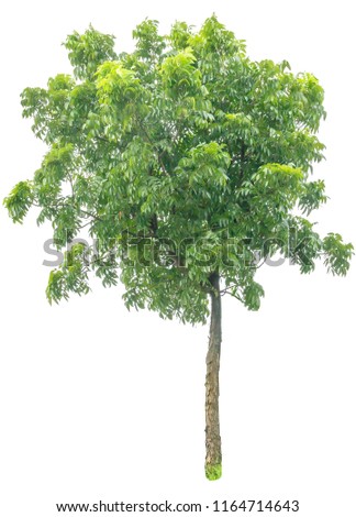 Tree cutting on a white background. Tree editing The white background