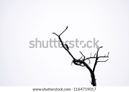 Bird and a dead tree background