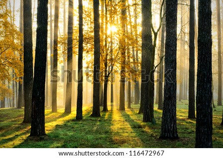 Beautiful morning scene in the forest with sun rays and long shadows Royalty-Free Stock Photo #116472967