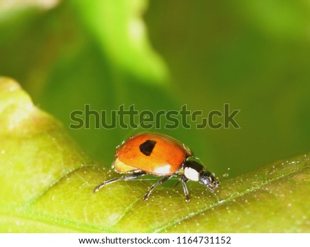 Macro close up shot of Ladybird / ladybug on green leaf in the garden. picture taken in the UK.
