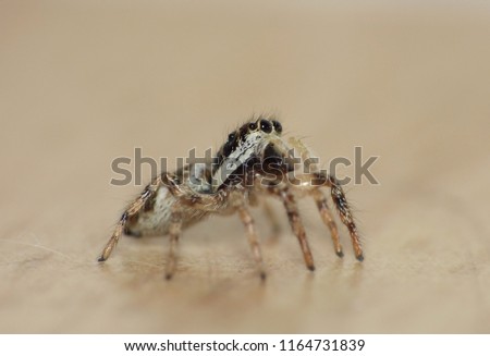 Jumping spider - Macro close up shot, picture taken in the UK.