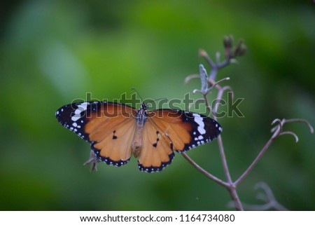 The Monarch butterfly sitting on the flower plant with a nice soft background in its natural habitat.