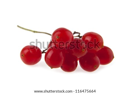 red juicy viburnum on a white background