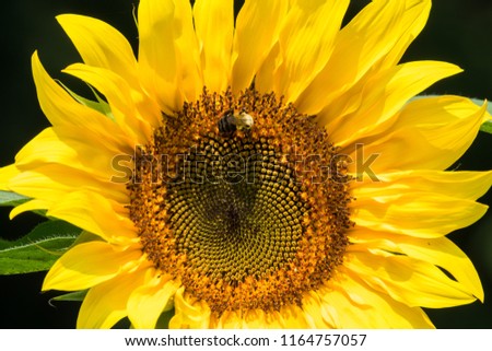 beautiful yellow sun flower