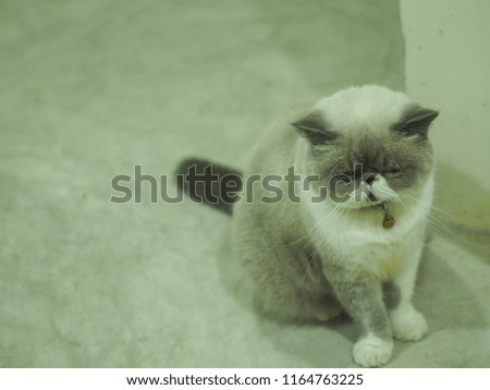 Cat sitting on the floor