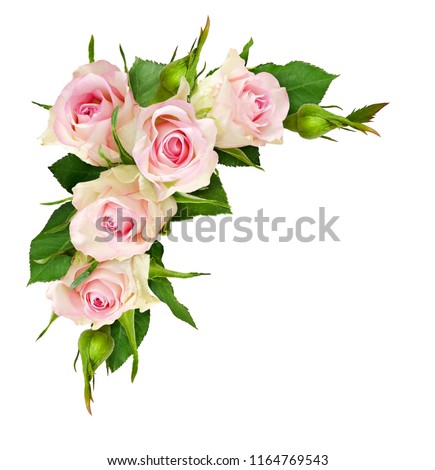 Beautiful white rose flowers and buds in a corner composition isolated on white background. Top view. 