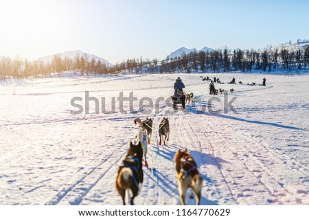 Sledding with husky dogs in Northern Norway