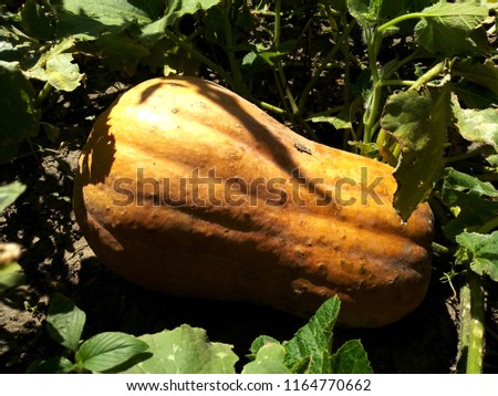 background of pumpkins in the garden.growth concept. 