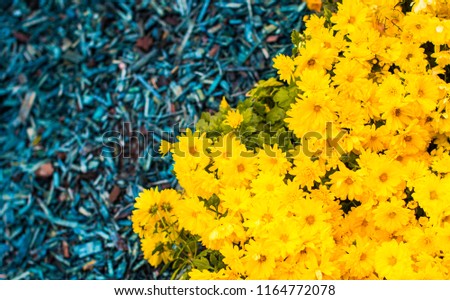 Blue pattern and yellow chrysanthemum