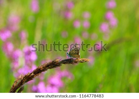 Butterfly of Silver-studded Blue sitting on blade. Summer insect. Small butterfly in summer